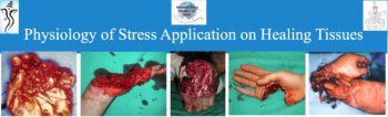 Physiology of Stress Application on Healing Tissues